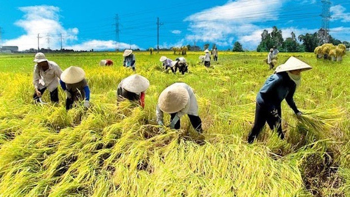 Vai trò của nông nghiệp với phát triển kinh tế